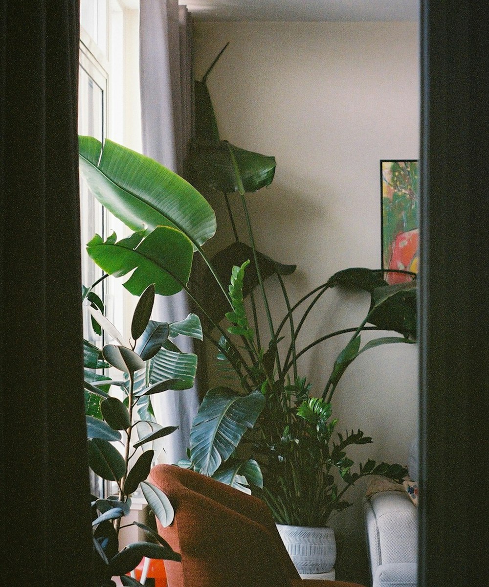 Rincón cálido de la consulta: un sillón junto a la ventana rodeado de plantas